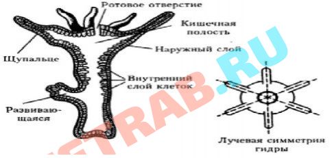 Кракен маркет даркнет только через торг